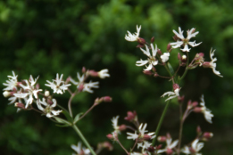 Silene flos-cuculi 'Alba'Echte koekoeksbloem bestellen